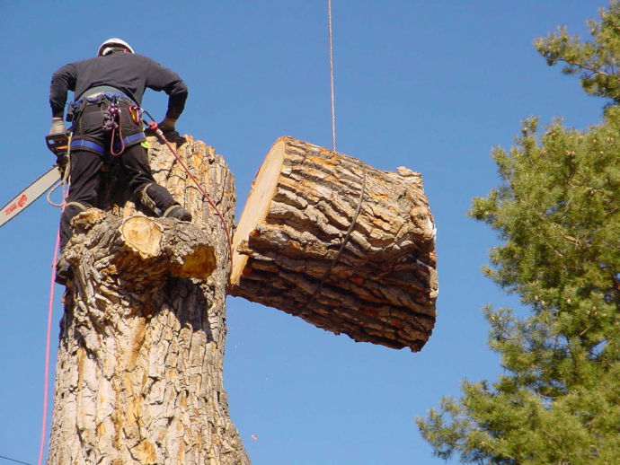 Обрезка и вырубка деревьев в Ачинске